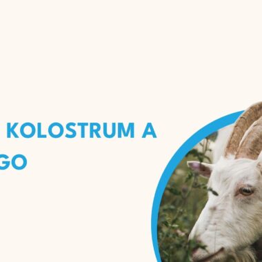 Atopický ekzém a kozí kolostrum